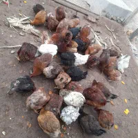 مرغ تازه امسال..تخم گذار ۲۵ عدد فروشی