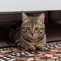 واگذاری بچه گربه رایگان|گربه|تبریز, |دیوار