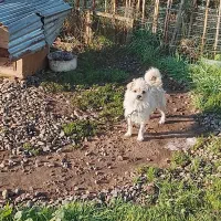 سگ پاکوتاه ماده|سگ|چاف و چمخاله, |دیوار