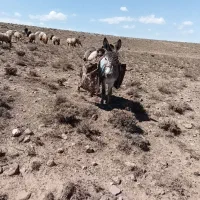 خریاالاغ ماده