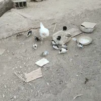 مرغ جوجه گلین