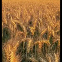 گندم برات و مهرگان