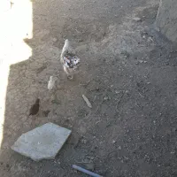 تعدادی مرغ جوجه بوقلمون|حیوانات مزرعه|مهاجران, |دیوار