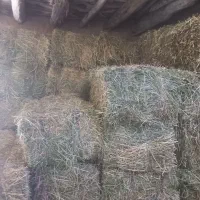 یونجه|خدمات باغبانی و درختکاری|بجنورد, |دیوار