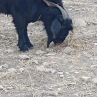 فروش پازن گله|حیوانات مزرعه|چیتاب, |دیوار