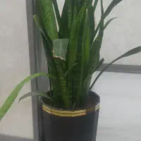 گل سانسوریا به همراه گلدون سرامیکی