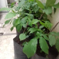 فروش نهال گردو
