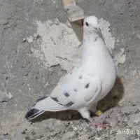 فروشی خاش|پرنده|سراوان, |دیوار