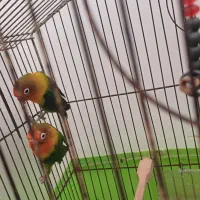 طوطی برزیلی جفت|پرنده|اهواز, کوی مهدیس|دیوار