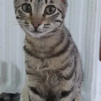 واگذاری رایگان گربه ماده