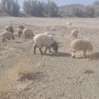فروش گوسفند نهبندان