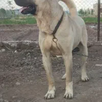 یک سگ سرابی اصل