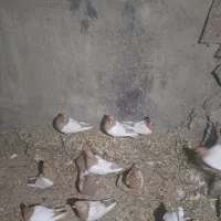 کبوتر و مرغ