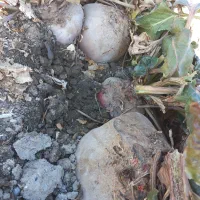 شلغم و چغندر دامی|گل و گیاه طبیعی|اصفهان, قهجاورستان|دیوار