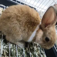 یک عدد خرگوش دو رگه با یک قفس بزرگ