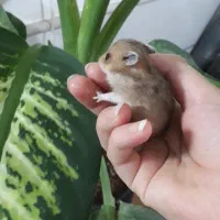 بچه همسترهای بامزه آماده فروش|موش و خرگوش|سمنان, |دیوار