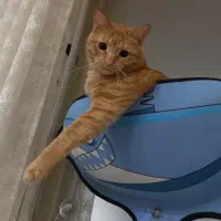 واگذاری گربه