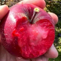 انواع نهال سیب پیوندی