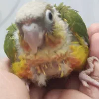 جوجه گرینچیک|پرنده|مشهد, سمزقند|دیوار