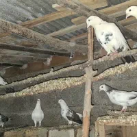 فروش کبوتر