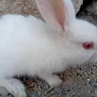 خرگوش|موش و خرگوش|جیرفت, |دیوار