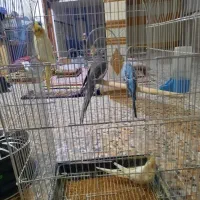 عروس هلندی و مرغ عشق