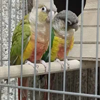 گرینچیک مولد|پرنده|قم, تولید دارو و یخچال|دیوار