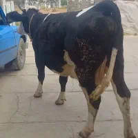 گاو آبستن