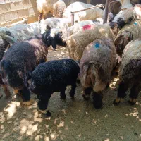 فروش گوسفند زنده کهره وبره|حیوانات مزرعه|شیراز, نصرآباد|دیوار