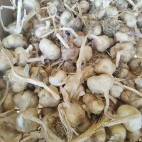 سیر|عمده‌فروشی|همدان, |دیوار