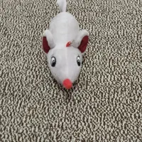 عروسک|اسباببازی|قم, شاه سید علی|دیوار