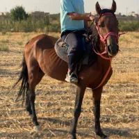 اسب نریون دسکش یورقه(راه میرزایی )