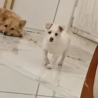 توله سگ اشپیدز