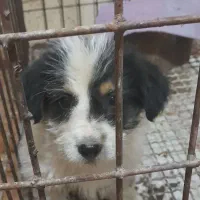 اپو کوچولو|سگ|اردبیل, |دیوار