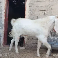 تکشاد گلابی اصل با پلنگی و کاموری|حیوانات مزرعه|هامون, |دیوار