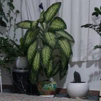 گل دیفن|گل و گیاه طبیعی|دماوند, دماوند|دیوار