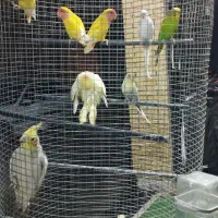 عروس،کوتوله،مرغعشق