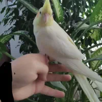 جوجه عروس هلندی|پرنده|قم, پردیسان|دیوار