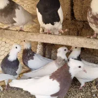 طوقی|پرنده|مبارکه, |دیوار