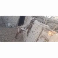 بز مری پلنگی اصل