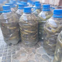 فروش خیارشور ترد وخوشمزه تازه|خوردنی و آشامیدنی|بانه, |دیوار