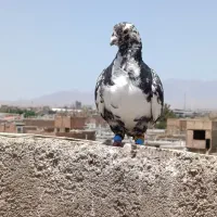کفتر