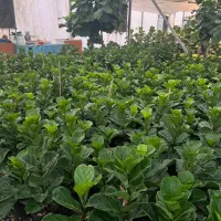 فروش و ارسال عمده گل وگیاه به کل کشور|گل و گیاه طبیعی|چمستان, |دیوار