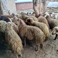 چند عدد بره پوشی|حیوانات مزرعه|مریوان, |دیوار