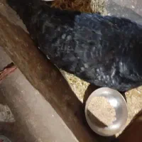 بوقلمون