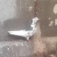 ماده کفتر کبوتر چپ افشون