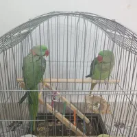 جفت شاه طوطی سخنگو