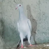 کبوتر دوبال شامی|پرنده|رامیان, |دیوار