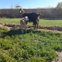 بز با بزغاله نر جیره خور