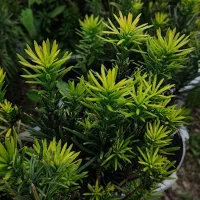 باغ گل و گیاه|فروش زمین و ملک کلنگی|کلاچای, |دیوار